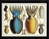 SQUID PRINT KNORR 8x10 Art Print 1 Marine Beautiful Antique Squid Blue Yellow Octopus ro Frame Sea Ocean Nature Natural Science
