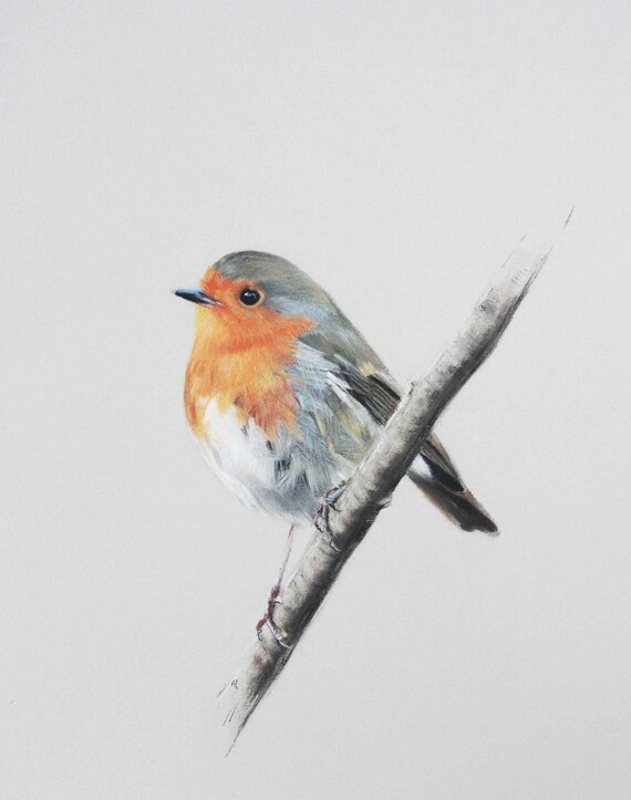 Robin - Limited edition giclee print from original pastel drawing by Imogen Man