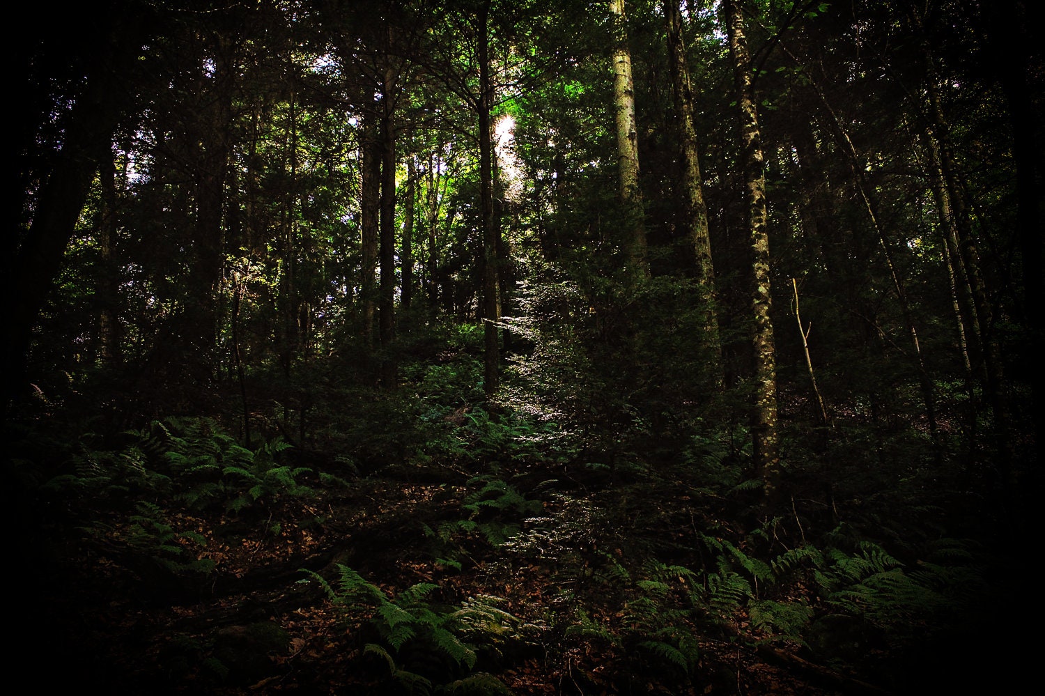 Untouchable Forest - 8x10 photo print - more sizes available - AlexisLawer