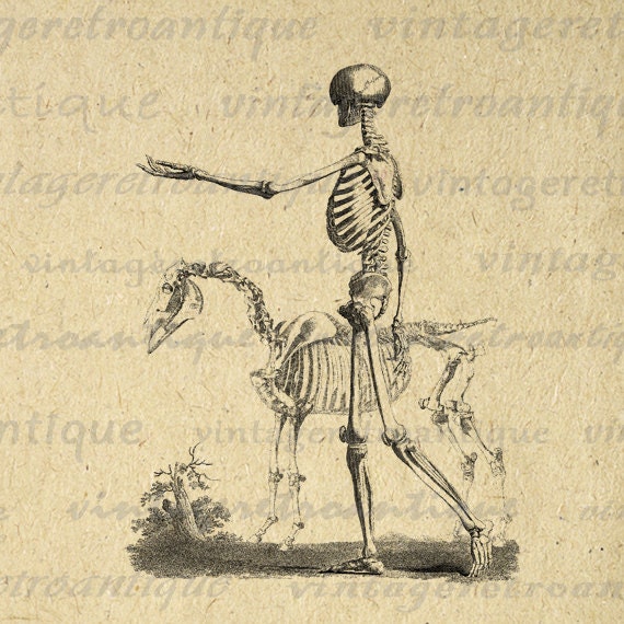 clipart horse skeleton - photo #23