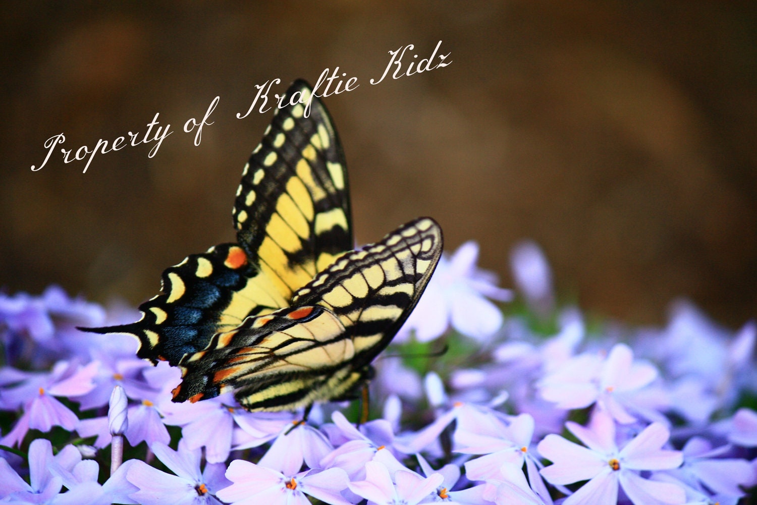 Photo Print 4 X 6 Eastern Tiger Swallowtail Butterfly - KraftieKidz