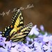 Photo Print 4 X 6 Eastern Tiger Swallowtail Butterfly