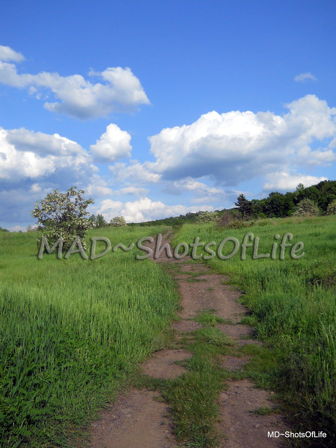 8x10 Colored Landscape - Picture - Walk Among The Green Field Below The Blue Sky and Whit Clouds - Fine Art Photograpy - Home Decor