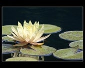 5x7 Fine Art Print of a Water Lily
