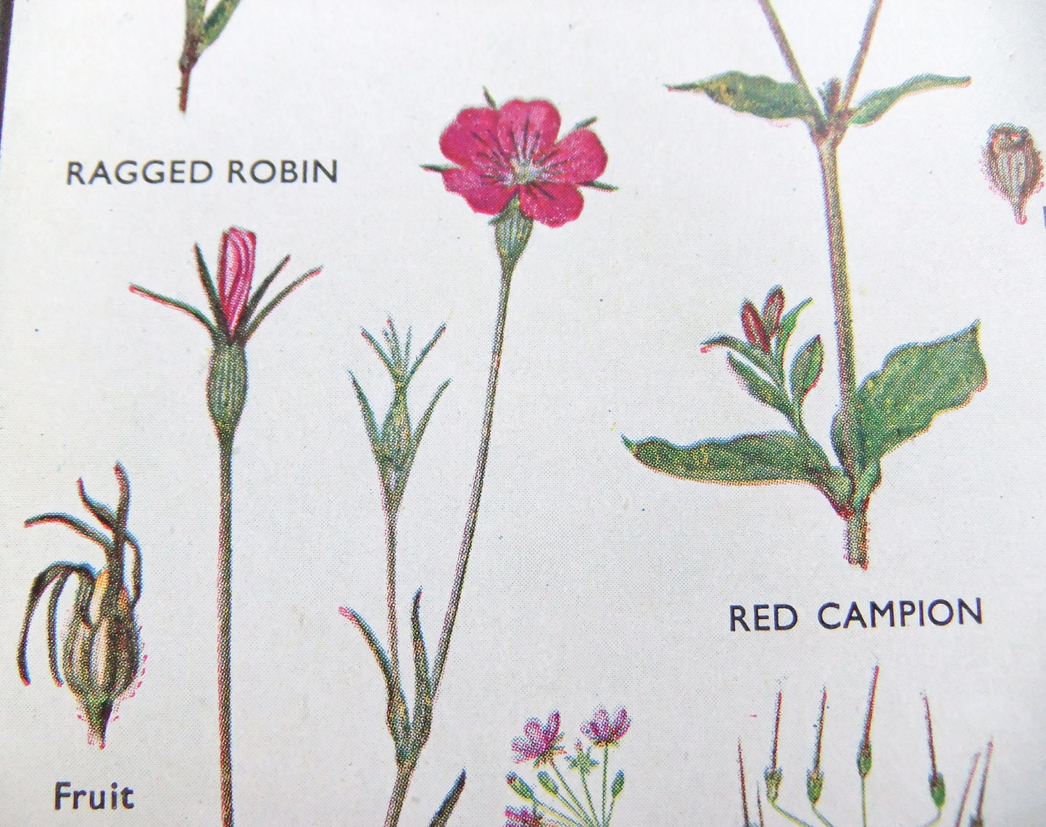 Set of Two Vintage Flower Pictures - Botanical Illustrations -  Pink Flowers - Paper Ephemera - Home Decor - Spring decorations