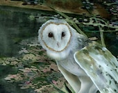 Barn Owl 16 signed fine art print 9x12 Bird lover gift Nature