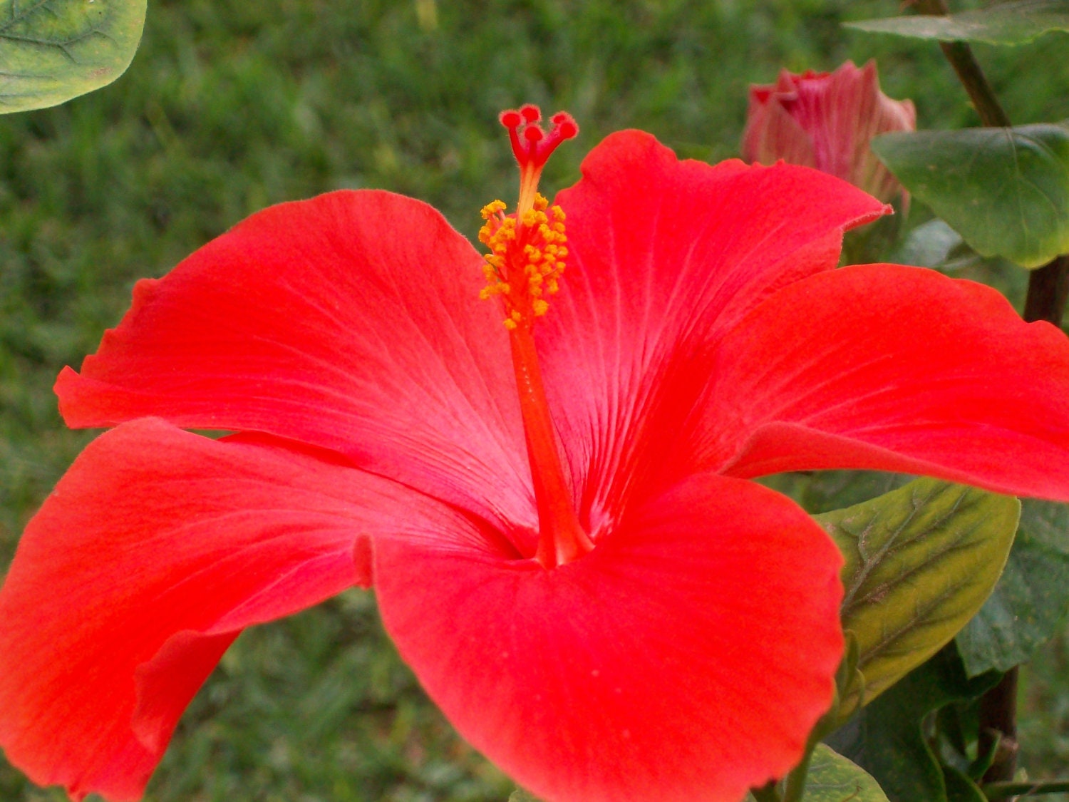 Red Hibiscus, 11X14 Flower Print, Colorful Wall Art, Unique Gift, Shabby Chic, Tropical, Affordable Home Decor, Large Wall Art