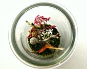 Butterfly Terrarium Kit, Real Butterfly in Glass Jar Terrarium Kit