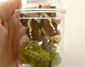 Butterfly Terrarium Kit for Kids, Educational Stocking Stuffer, Real Butterfly