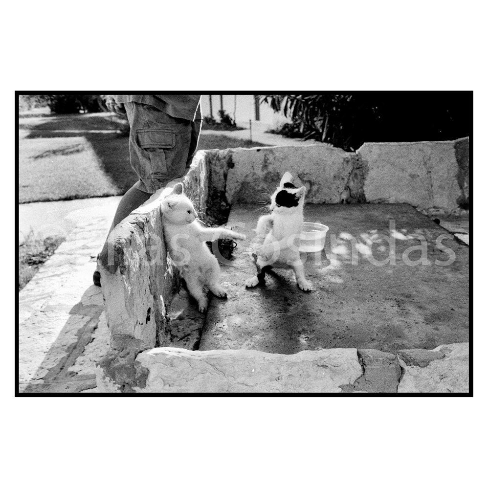 Photography Art Black and White Cats Boxing Animals Art Print Original 8x10" Funny Image Kitties Playing