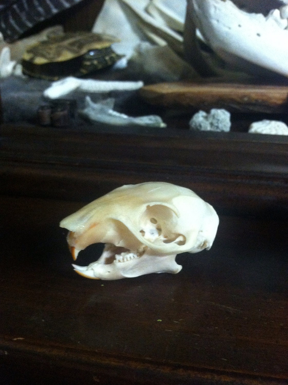 XL FOX SQUIRREL Skull Bones Taxidermy Nature