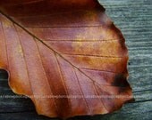 Ochre Leaf, Fine Art Photograph - clarabowphotography