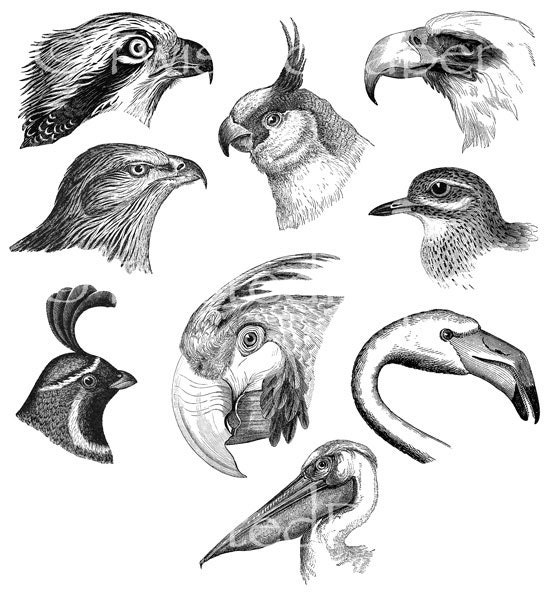 Twisted Papers Vintage Digital Victorian Nature Illustrations, Bird Heads, Birds, Collage Sheet TV639