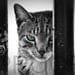 Cat Picture, Nature Photography, Black & White, Fine Art, Matted Print, Wildlife, Pets, Wall Art
