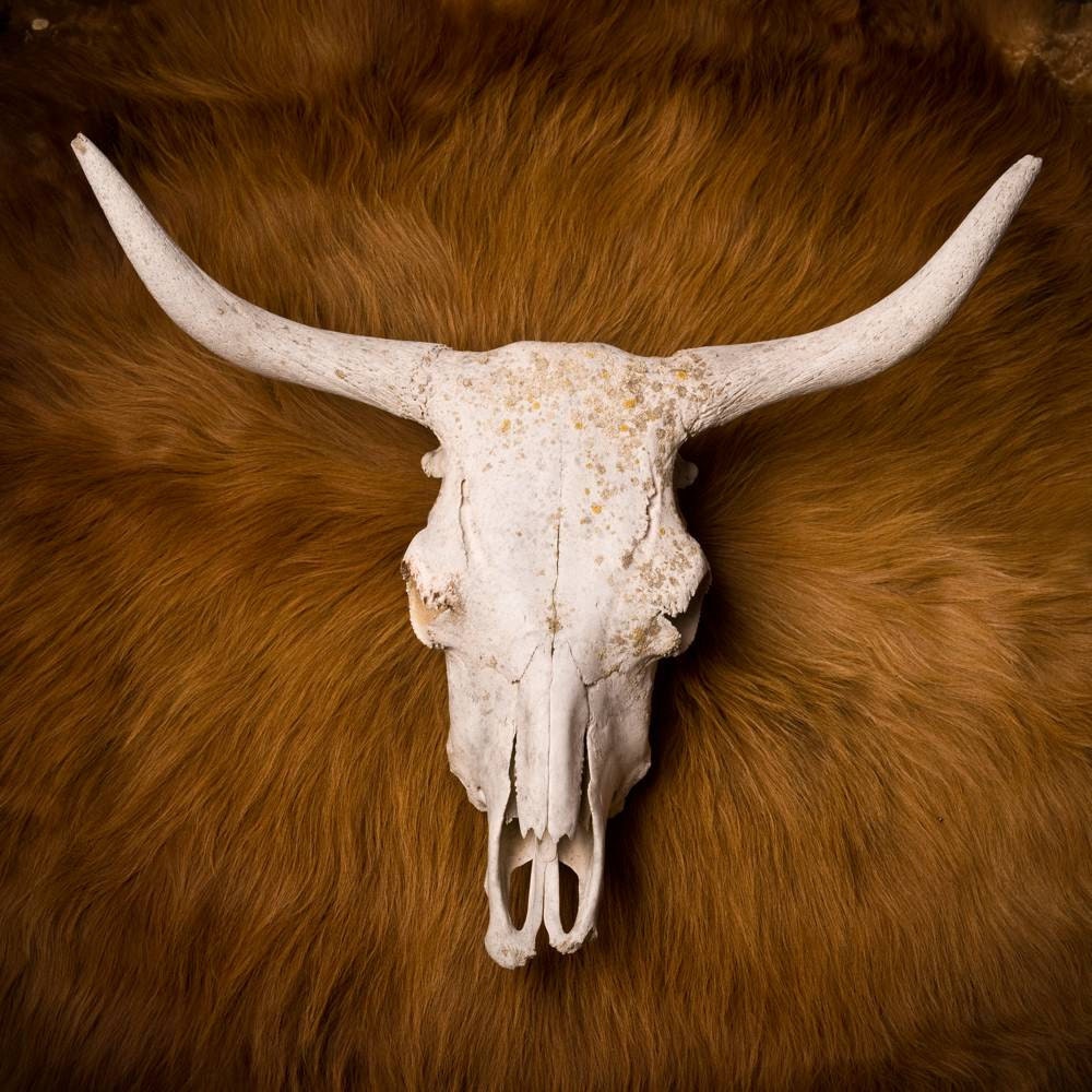 Amazing scottish highlander skull.