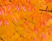 Fall, As Far As You Can See 8x10 photo print - nature photography autumn leaves colorful tree fine art home decor