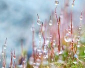 Nature Photography, Woodland Print, Moss, Nature Photo, Woodland Art, Forest Floor Wall Decor, Nature Wall Art, Fine Art Photography Print