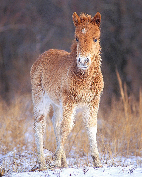 Baby Animal Photography, Four 8x10 Nature Photographs, Wolf Cub, Wild Horse, Bobcat Kitten, Bunny, Nursery Wall Art, Kids Room Décor, Cute