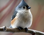 Tufted Titmouse with Snowflake
