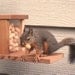 Squirrel Feeder Snack Shack, Recycled Wood
