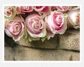 Floral Decor, roses, pink, white, stone gray,  Garden Chic, nature fine art photography print 8x12