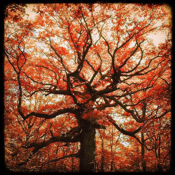 Le Chêne des Hindrés (Red Version) - 8x8 Fine art Print  - Nature Photography - For Tree Lovers - Etsy Wall Art - TFTeam
