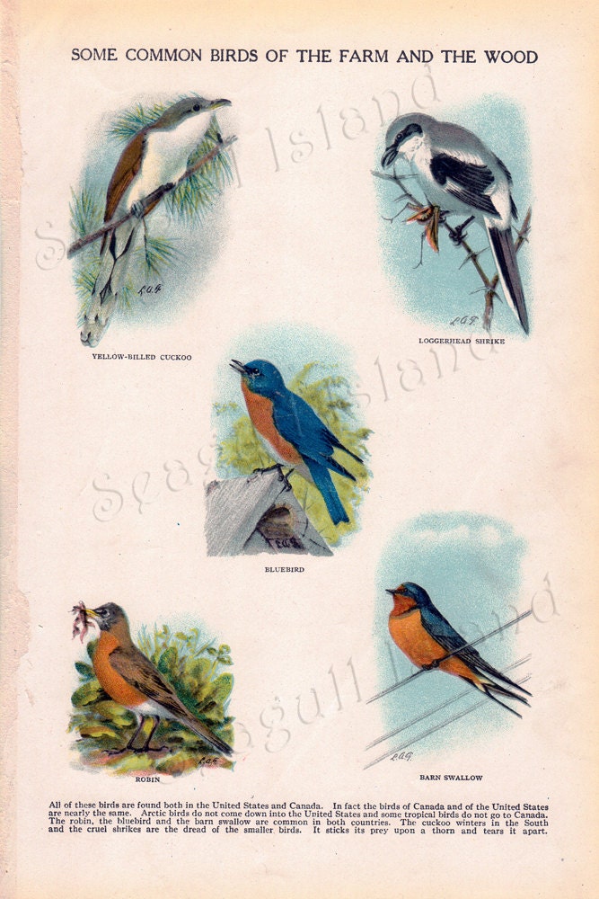 Some Common Birds of the Farm and the Wood - Vintage 1920s Children's Book Plate