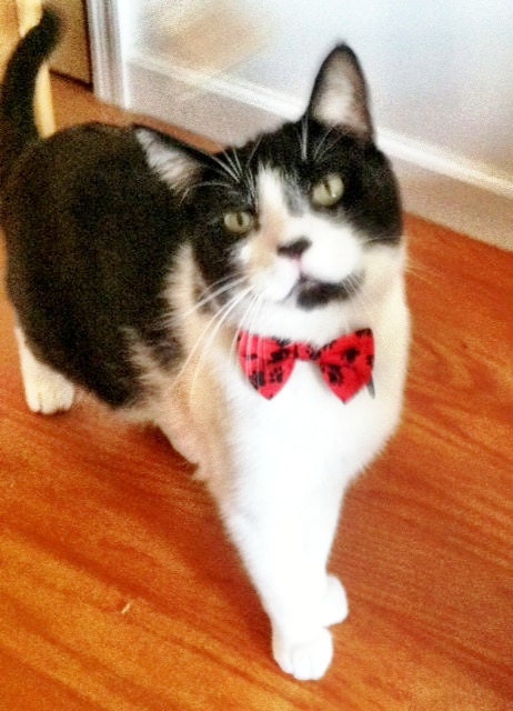 Cat Bow Tie Collar with Breakaway Buckle