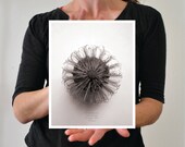 Vintage style Hairpin Banksia photograph 8x10 with white border