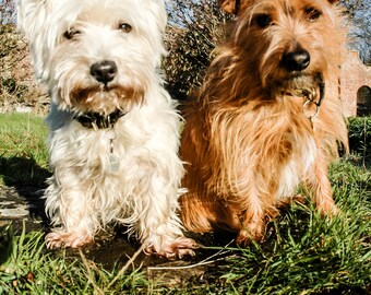 I am Crumpet 8 - Dog Photography - Westie - West Highland terrier - Wall Décor - 7x5 Print