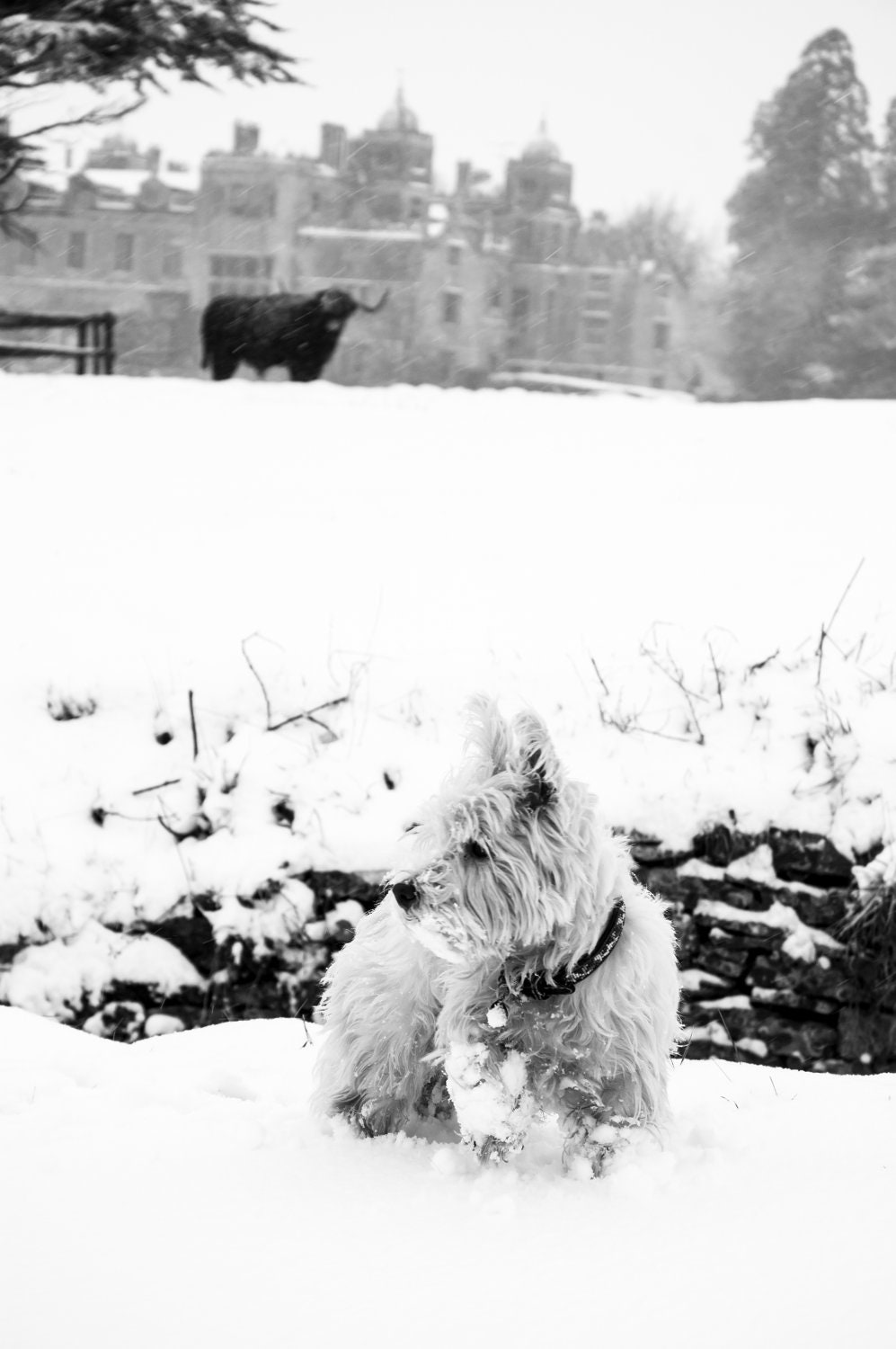 I am Crumpet 15 - Dog Photography - Westie - West Highland terrier - Wall Décor - 7x5 Print