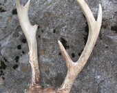 Unusual 6-Point Rack of Whitetail Antlers
