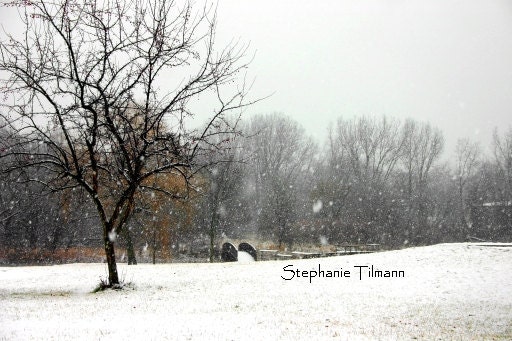 Winter Photography, Winter Decor, Christmas,   White, Snow, Woodland, Black and White - 8x10 Print