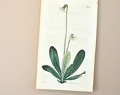 antique hand colored botanical engraving: wooly-leaved chaptalia dated 1821