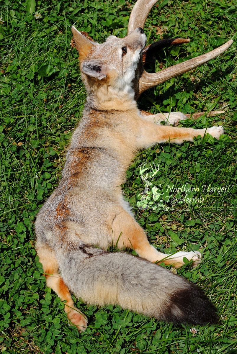 Items similar to Kit Fox Taxidermy Soft Mount Plush Soft Sculpture on Etsy