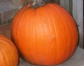 Open Pollinated Hybrid Howden Pumpkin Seeds - 12 Count - Custom Order Friendly