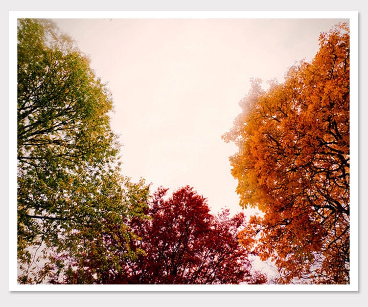 Fall Tree Photo- autumn leaves-Green Red and Orange Leaves-Bergen, Norway-Vintage Style Photography-Wall Art- 8x10