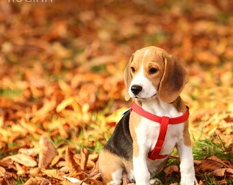 Greeting card with a small cute Beagle puppy in an autumn forest setting, folded greeting card, A6 size