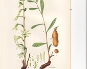 Vintage 1926 Botanical Print, Art Illustration, Wall Decor, 75 to 100 Years Old, Plate 369