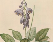 Vintage Botany Print, Flower Art Illustration, Wall Decor, Plantain Lily, Floral Series 1a