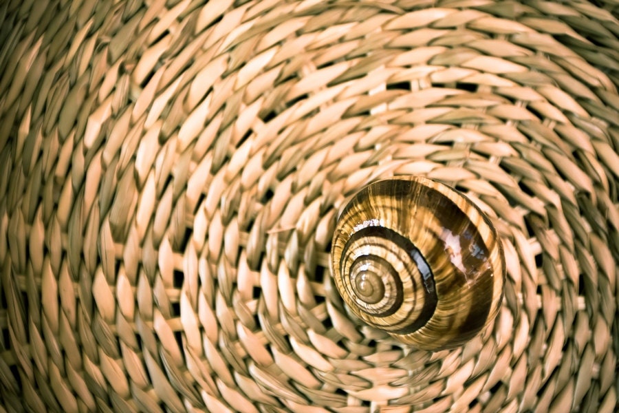 Still Life Photography, Fine Art Photography, Snail on hay basket, Rustic beige harvest 8x10 or 8x12 autumn tribal