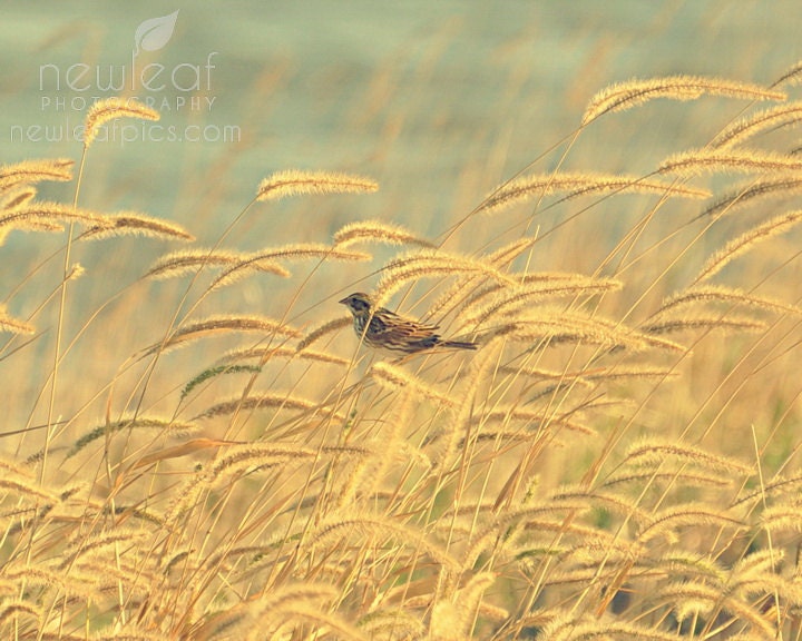 Nature Photography, botanical print, bird on golden autumn grass, fine art photo, gold and blue, 8x10 Photograph