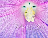 Bright Pink Flower Photo, Wildflower, Fine Art Photography, Nature, Color, Macro, Purple, Wall Decor, Spring Blossom, Flower Nursery Art 8x1