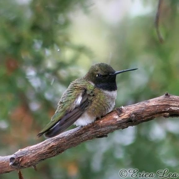 Hummingbird Print, humming bird photo in snow, nature photography, 8x8 animal picture, rustic wall art,