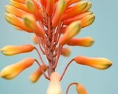 Fine Art Photography Card Macro Aloe Vera Flower