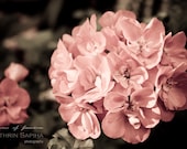 Geranium blossom photography, fine art print: "Smells bad"  8 x 12 - from my 365 days photo project - DreamsOfFreedom