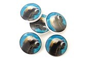 Sea Lion Buttons.  5 Handmade Buttons made with my original photograph.