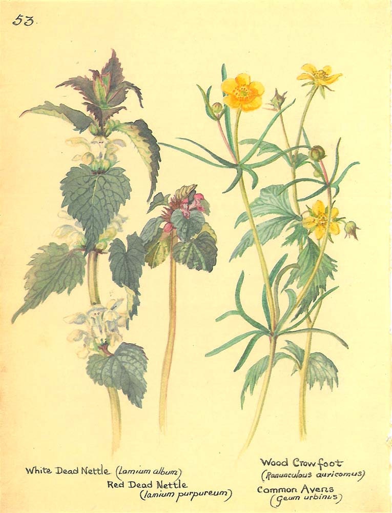 Vintage Botanical Print Plants Gardening