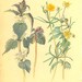 Vintage Botanical Print Plants Gardening