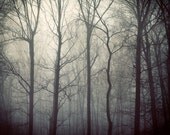 Fog, Fall Photography, Woodland, Autumn, Mist, Trees, Titanium, Monochrome, Silver, Grey, Charcoal - Tales from the Forest - EyePoetryPhotography